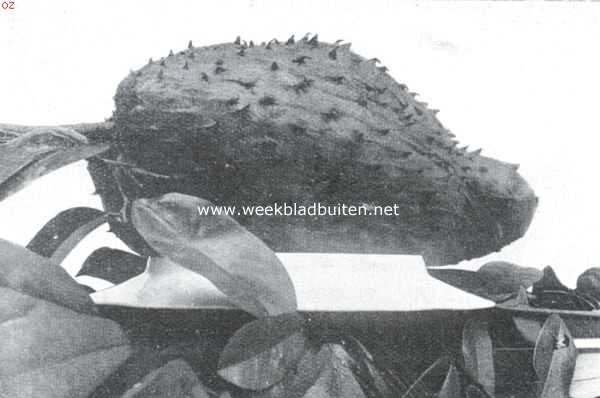 Indonesi, 1911, Onbekend, Bataviasche vruchten. Zuurzak (Anona Muricata)