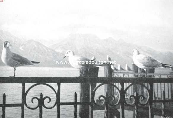 Zwitserland, 1911, Montreux, Kapmeeuwen bij Montreux. De voorste vogel begint al een zwarten kop te krijgen