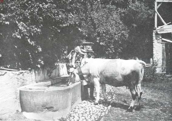 Zwitserland, 1911, Onbekend, De koeien, amico, die zijn hier belangrijk
