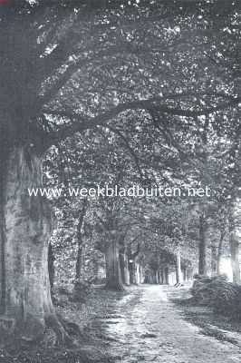 Gelderland, 1911, Wolfheze, Als de bladeren vallen. De Italiaansche weg bij Wolfhezen, in den herfst