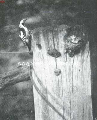 Onbekend, 1911, Onbekend, Mannetje van den grooten bontspecht