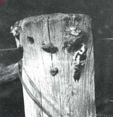 Onbekend, 1911, Onbekend, Groote bontspecht bij de nestholte