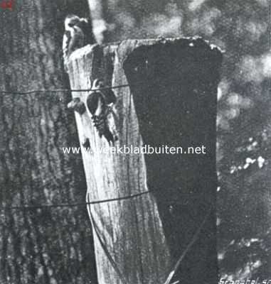 Onbekend, 1911, Onbekend, Mannetje en wijfje van den grooten bontspecht bezig met het voeren der jongen
