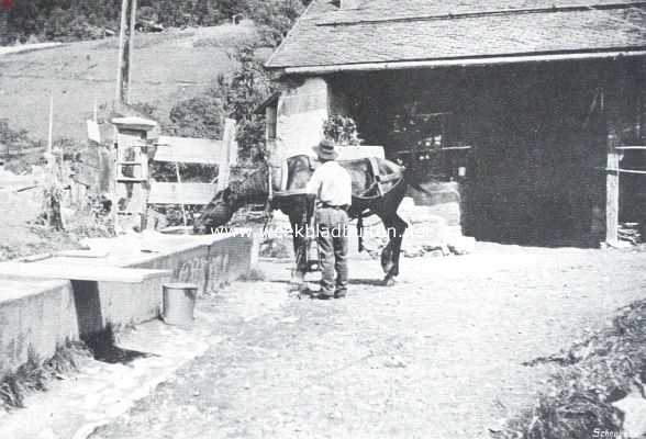 Zwitserland, 1911, Onbekend, Van hooge bergen en kleine levens. Reizger en paard die dorst hebben.