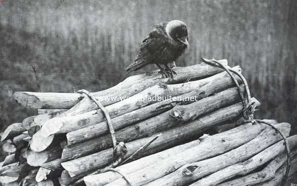 Onbekend, 1911, Onbekend, Schelmen uit de vogelwereld. Kauwtje op een stapel talhout