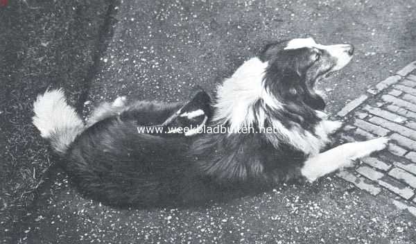 Onbekend, 1911, Onbekend, Schelmen uit de vogelwereld. Schotsche herdershond in vriendschap levend met een ekster die gaarne zijn pooten verwarmt in de haren van den hond
