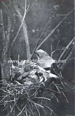 Onbekend, 1911, Onbekend, Schelmen uit de vogelwereld. Gaai bij zijn nest met jongen