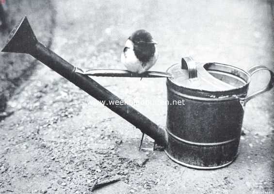 Onbekend, 1911, Onbekend, Schelmen uit de vogelwereld. Ekster zittend op een gieter