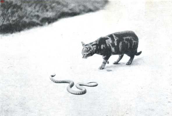 De kat en de slang. I. Eerste ontmoeting van de kat met de slang