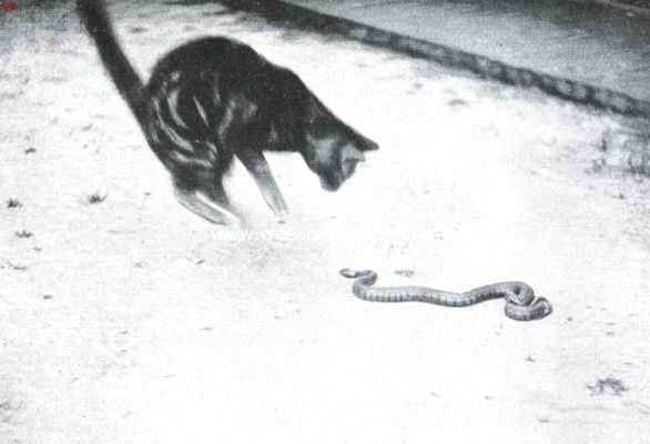 Nederland, 1911, Onbekend, De kat en de slang. II. De slang schiet sissend op de kat uit, waardoor deze een sprong achteruit maakt