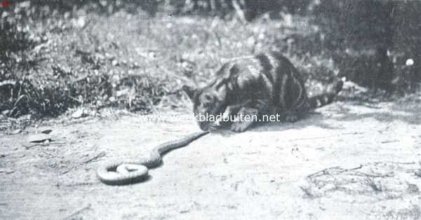 Nederland, 1911, Onbekend, De kat en de slang. III. Na den strijd probeert de poes of de slang wel echt dood is, door haar aan de staart achteruit te trekken