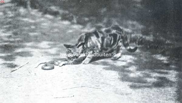 Nederland, 1911, Onbekend, De kat en de slang. IV. Om zeker te zijn van haar werk, bijt de kat den kop van de slang van het lichaam