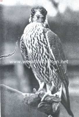 Nederland, 1911, Onbekend, Hoe men vogels vangt. Valkenvangst. Valk zonder kap op gepantserde hand