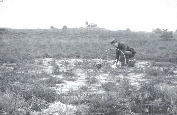 Nederland, 1911, Onbekend, Hoe men vogels vangt. Valkenvangst. Het stellen van de slagnetten voor de valkenvangst