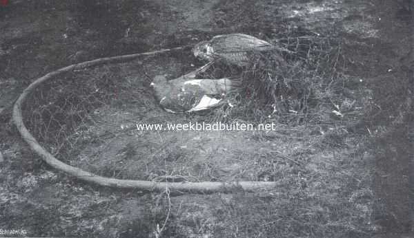 Nederland, 1911, Onbekend, Hoe men vogels vangt. Valkenvangst. De valk met zijn prooi onder het toegeslagen slagnet verschalkt