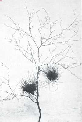 Onbekend, 1911, Onbekend, Heksenbezem op een tak van den gewonen berk (Betula Alba) veroorzaakt door Exoascus Turgidus