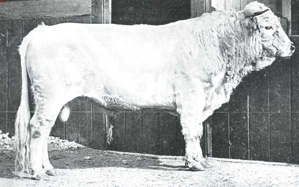 Engeland, 1911, Londen, Een oud-adelijk rund. Een pracht-exemplaar van den parkstier voor zijn stal in de diergaarde te Londen