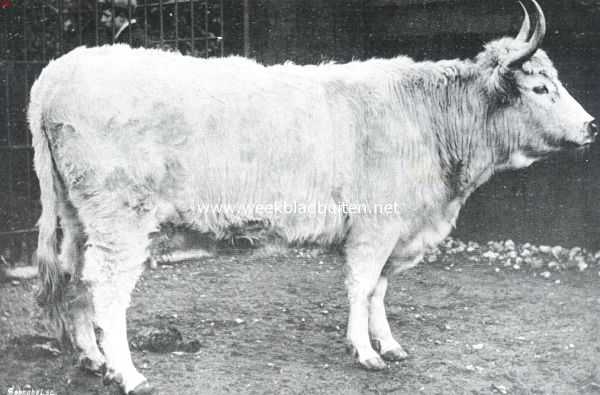 Engeland, 1911, Onbekend, Een oud-adelijk rund. Een volwassen koe, afkomstig uit Chartley-Park