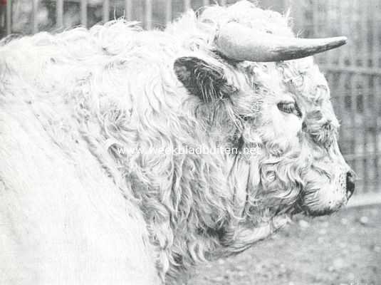 Een oud-adelijk rund. Kop van een stier uit Chartley-Park afkomstig