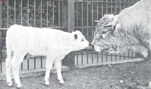 Engeland, 1911, Onbekend, Een oud-adelijk rund. Vader en zoon elkaar besnuffelend. Het kalfje vertoont de voor vele exemplaren typische donkere binnenzijde der oorschelpen