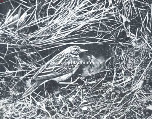 Onbekend, 1911, Onbekend, Boompieper bij zijn nest