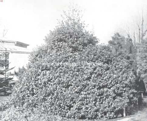 Groote vrijstaande bonte hulst (Ulex Aquifolium Aurea Marginata)