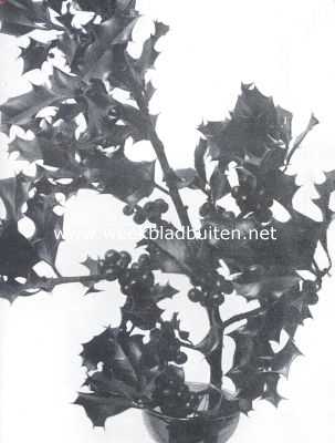 Gewone hulst (Ilex Aquifolium) met bessen