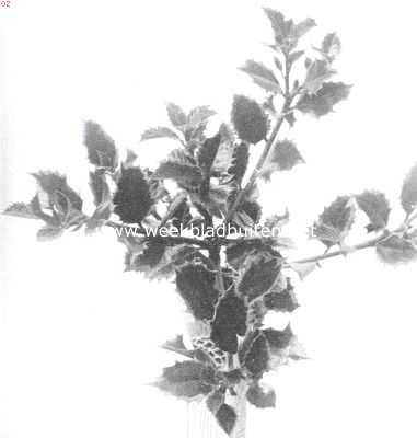 Onbekend, 1911, Onbekend, Zilverbonte hulst (Ilex Aquifolium Argentea Regina)