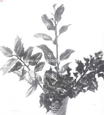Onbekend, 1911, Onbekend, Ilex Angustifolia, Ilex Laurifolia en Ilex Aquifolium Aurea Regina (v.l.n.r.)