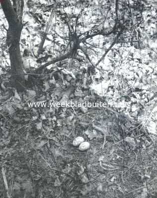 Onbekend, 1911, Onbekend, Nest met eieren van den geitemelker of nachtzwaluw