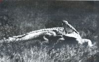 Miniatuurfoto