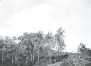 Miniatuurfoto