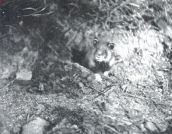 Miniatuurfoto