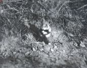 Miniatuurfoto