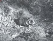 Miniatuurfoto