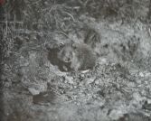 Miniatuurfoto