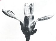 Miniatuurfoto