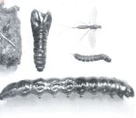 Miniatuurfoto