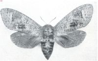 Miniatuurfoto