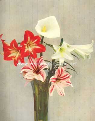 Onbekend, 1912, Onbekend, Calla Childsiana. Hippeastrum Hybridum. Lilium Longiflorum. Opname direct naar de natuur in kleuren. Dirk Schnabel