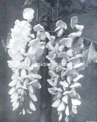 Onbekend, 1912, Onbekend, Bloemtrossen van blauwe- en witteregen