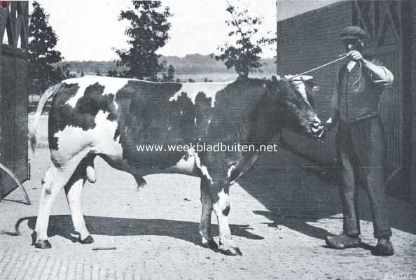 Onbekend, 1912, Onbekend, Stier Jan II. Rondbont. Maas-Rijn-Ijsselslag