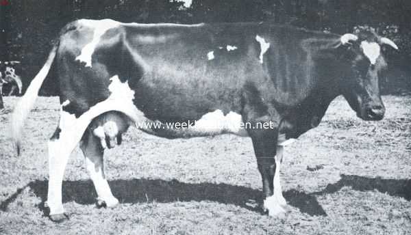 Onbekend, 1912, Onbekend, Een koe van het roodbont Maas-Rijn-Ijsselslag