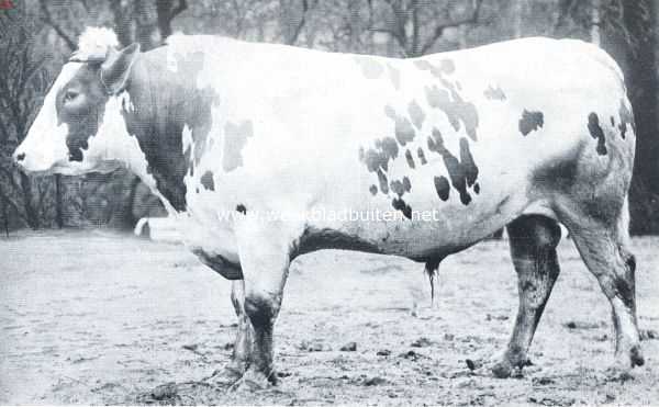 Onbekend, 1912, Onbekend, Gekruiste Zeeuwsch-Hollandsche stier