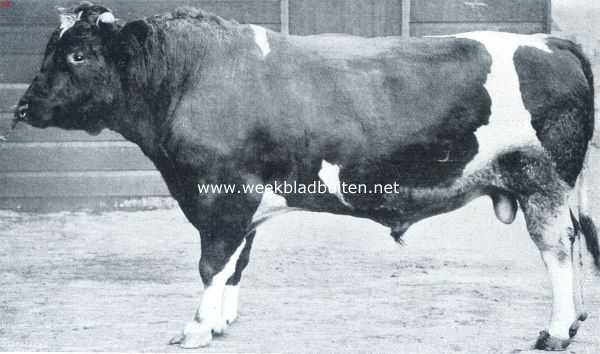 Onbekend, 1912, Onbekend, Ingevoerde Hollandsche stier