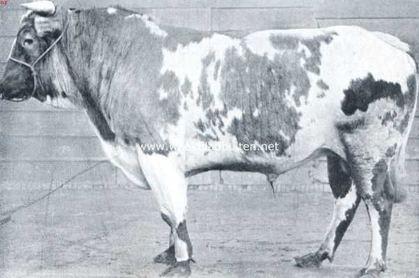 Onbekend, 1912, Onbekend, Gekruiste stier. Shorthorn met Zeeuwsch ras
