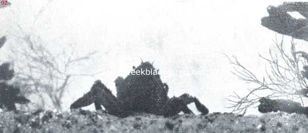 Onbekend, 1912, Onbekend, Zeespinnen-maskerade. I. Een zeespin (Hyas Aranea L.) op den bodem, rechts en links een roodwier (Ceramium Rubrum AG.) en grootbladig blaaswier (Fucus Vesiculosus L.). De nog geheel onbekleede zeespin in eenigszins opgerichte houding van de rugzijde gezien