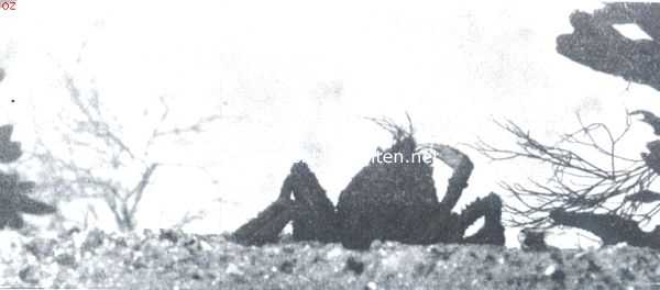 Onbekend, 1912, Onbekend, Zeespinnen-maskerade. II. De zeespin is van plan het bovenste deel van het kopborstschild, met stukken roodwier, die ze van den wierbundel afrukt, te vermommen. De manier waarop ze dat doet, wijst op de buitengewone beweeglijkheid van den rechter schaarpoot
