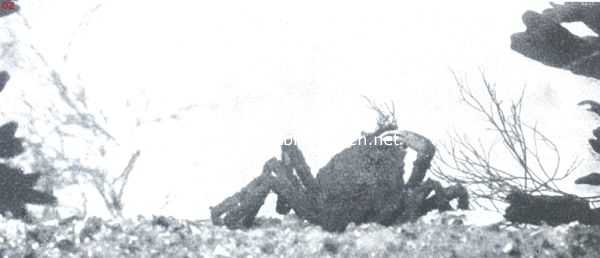 Onbekend, 1912, Onbekend, Zeespinnen-maskerade. III. De zeespin is van plan, het bovenste deel van het kopborstschild met stukken roodwier, die ze van den wierbundel afrukt, te vermommen. De manier waarop ze dat doet, wijst op de buitengewone beweeglijkheid van den rechter schaarpoot