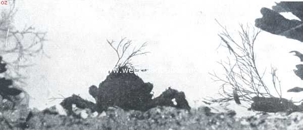 Onbekend, 1912, Onbekend, Zeespinnen-maskerade. IV. De krab zit eenigszins ineengedoken, haar kopborstschild is verder vemomd. Behalve lange stukken ceramium, heeft ze ook een breed stuk plantenrest geschikt bevonden, dat nu rechts aan den kop is gehecht